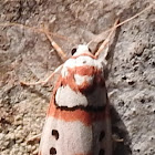 Cyana moth, female