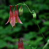 Wild Columbine