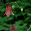 Wild Columbine