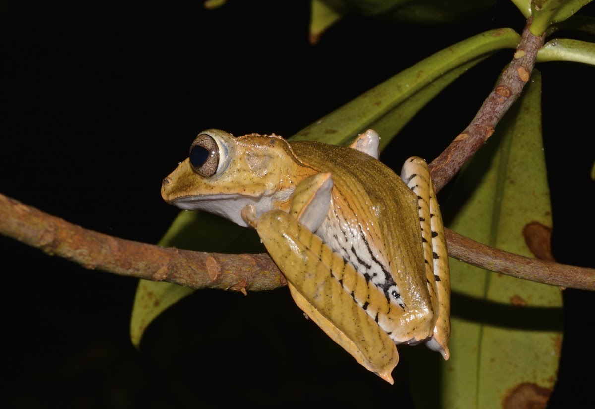 File-Eared Tree Frog / Borneo Eared Frog