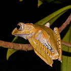 File-Eared Tree Frog / Borneo Eared Frog