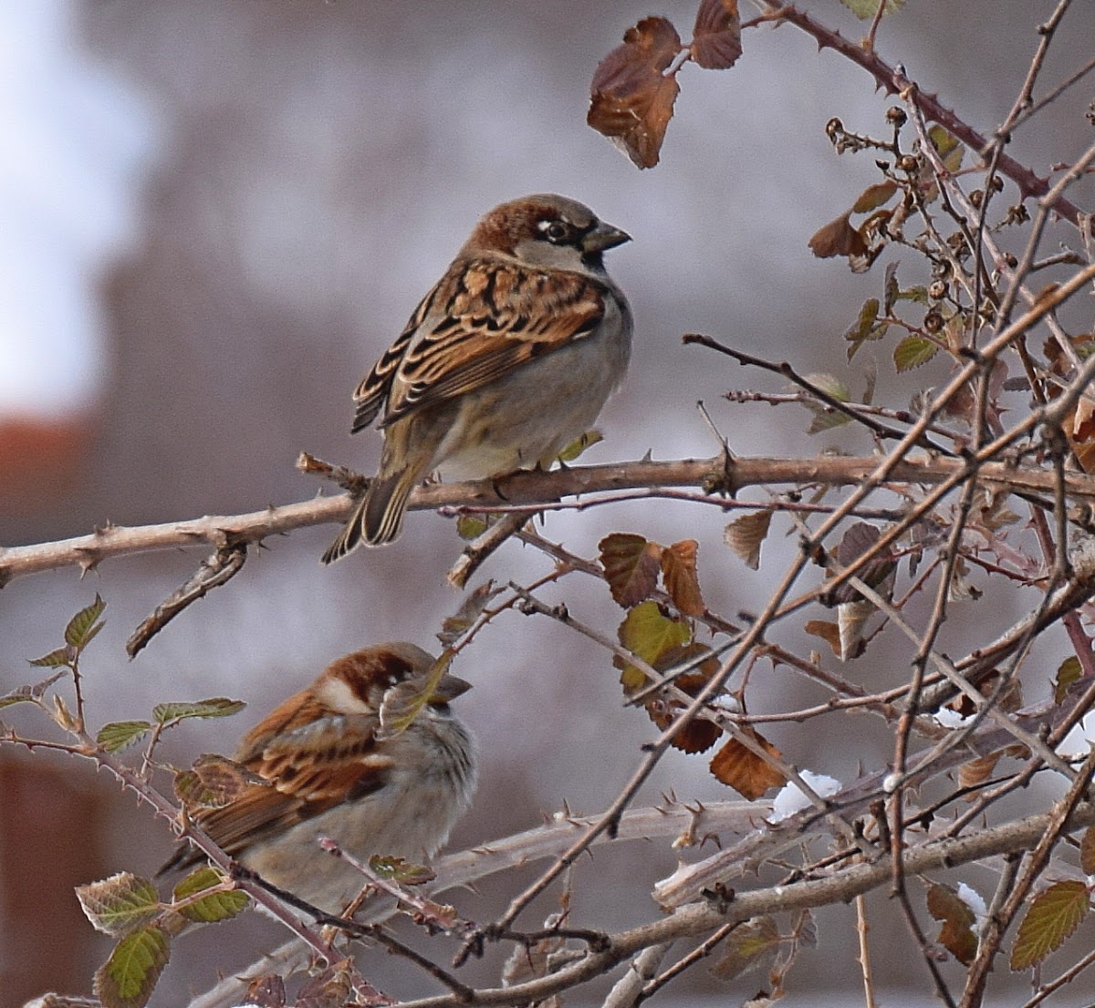 House Sparrow