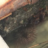 Sea urchin