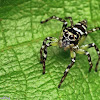 Jumping Spider