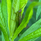 Glassy-winged Toothpick Grasshopper