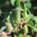 Creeping Woodsorrel