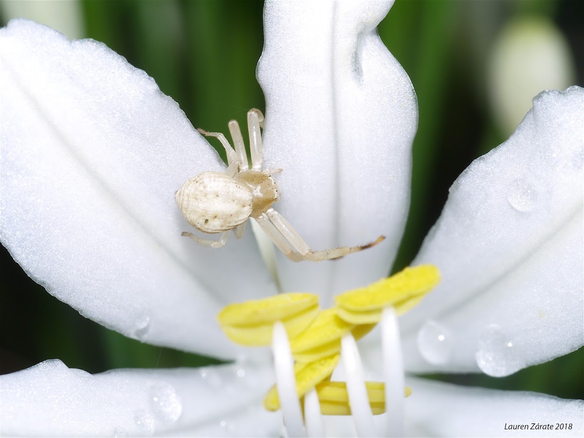 Crab Spider