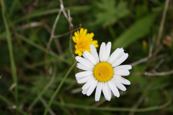 Margherita di photographie