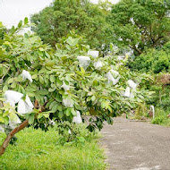 太陽湖畔咖啡館