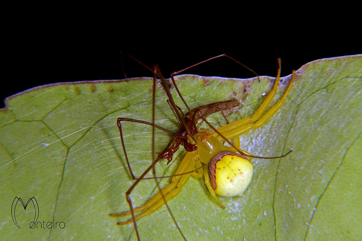 Crab spider with prey