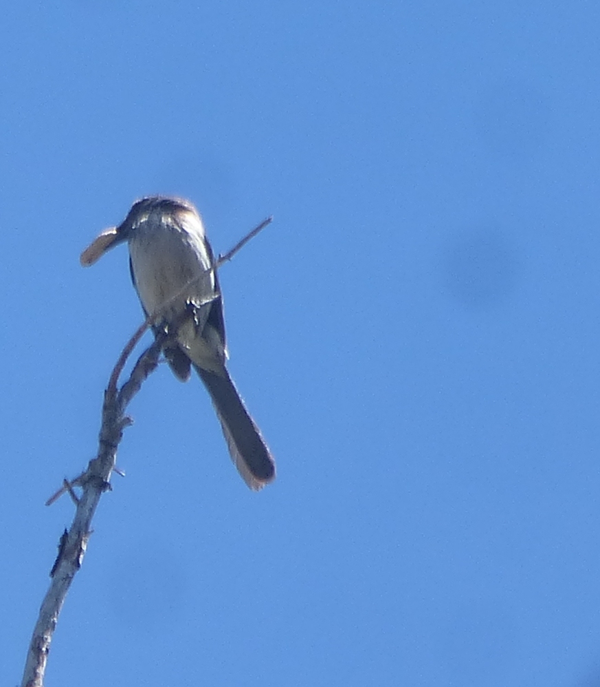 California Scrub Jay