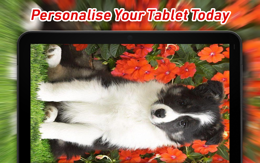 Border Collie Wallpapers