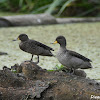 Yellow-billed Teal