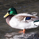 Mallard