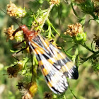 Scorpion Fly