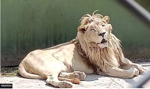 Two lions were taken from the property