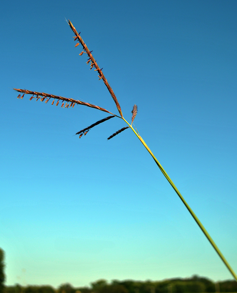 Big Bluestem