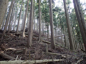 間伐材を避けて