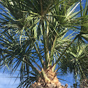 Palm Tree