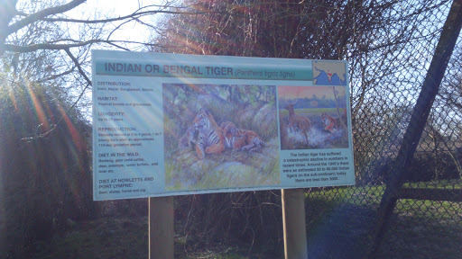 Tiger Enclosure