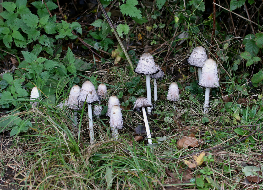 Shaggy Ink Cap