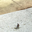 Chipping Sparrow