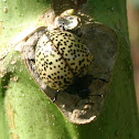 Spotted Pleasing Fungus Beetle