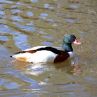 Common Shelduck