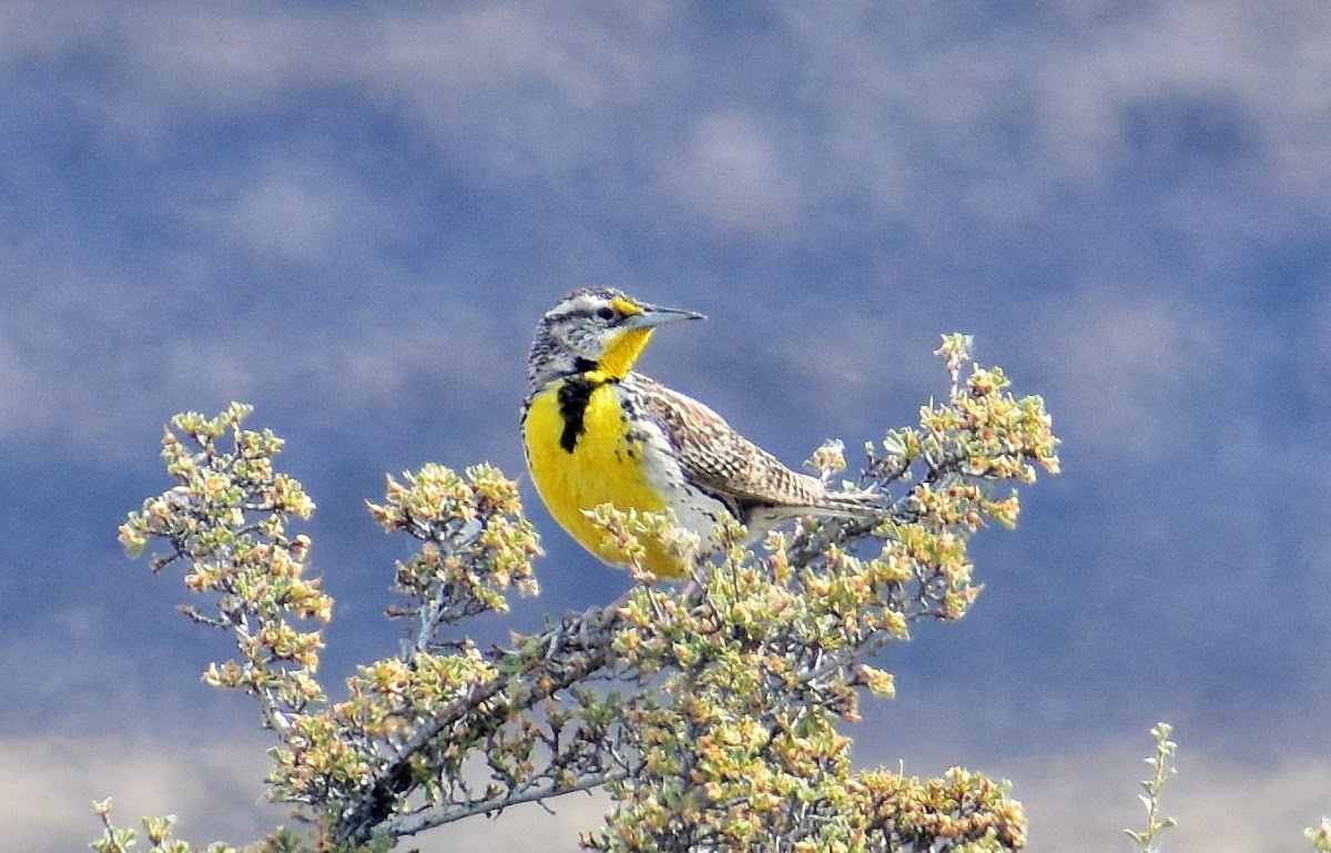 Western meadowlark