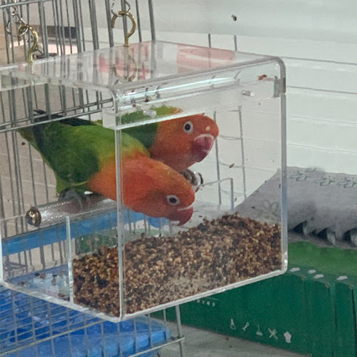 Title 2, Clear acrylic bird feeder for garden or balcony...