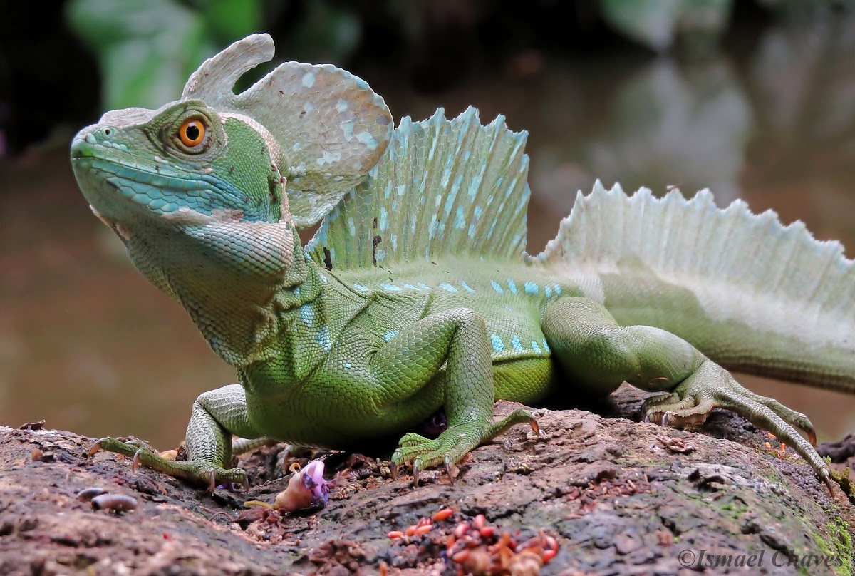 Plumed basilisk (male)