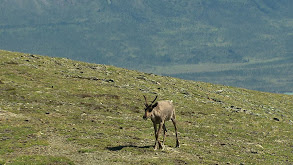 Mountain Caribou thumbnail