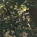 Goldfinch