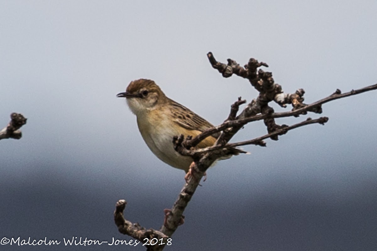 Zitting Cisticola; Buitrón