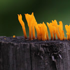 Yellow Staghorn