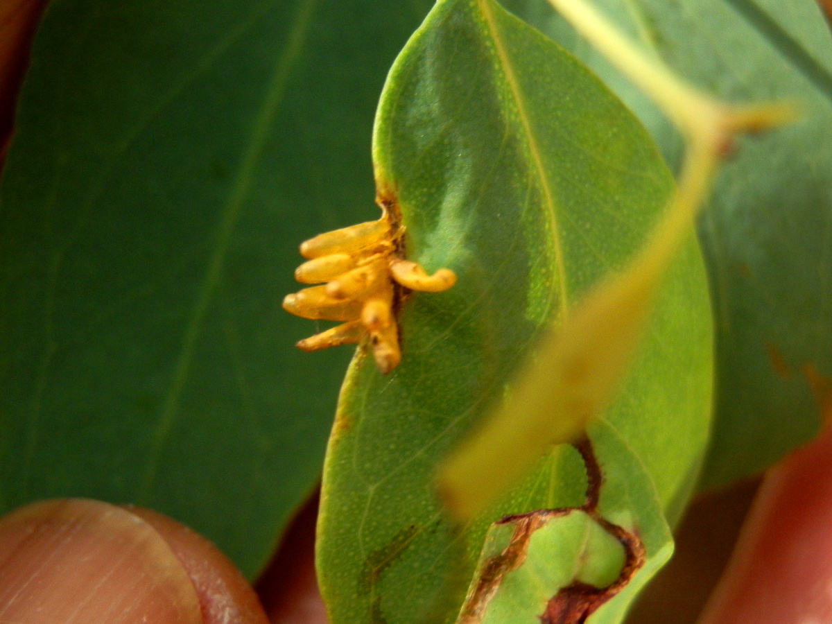 Leaf beetle eggs