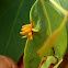 Leaf beetle eggs