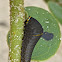 Zebra Swallowtail