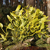 European mistletoe, common mistletoe