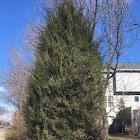 Chinese Weeping Cypress