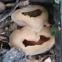Common Dung Cup