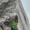 Augochlora sweat bee