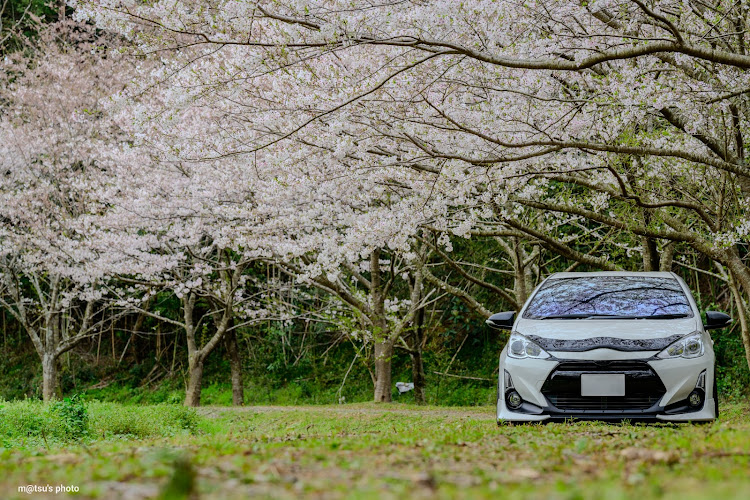 アクアのネズミっ子倶楽部・桜パトロール・春めき桜・サクラと愛車・4月もよろしくお願い致します🌸に関するカスタム事例の投稿画像1枚目