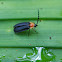 Escarabajo bicolor