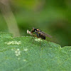 Longlegged Fly