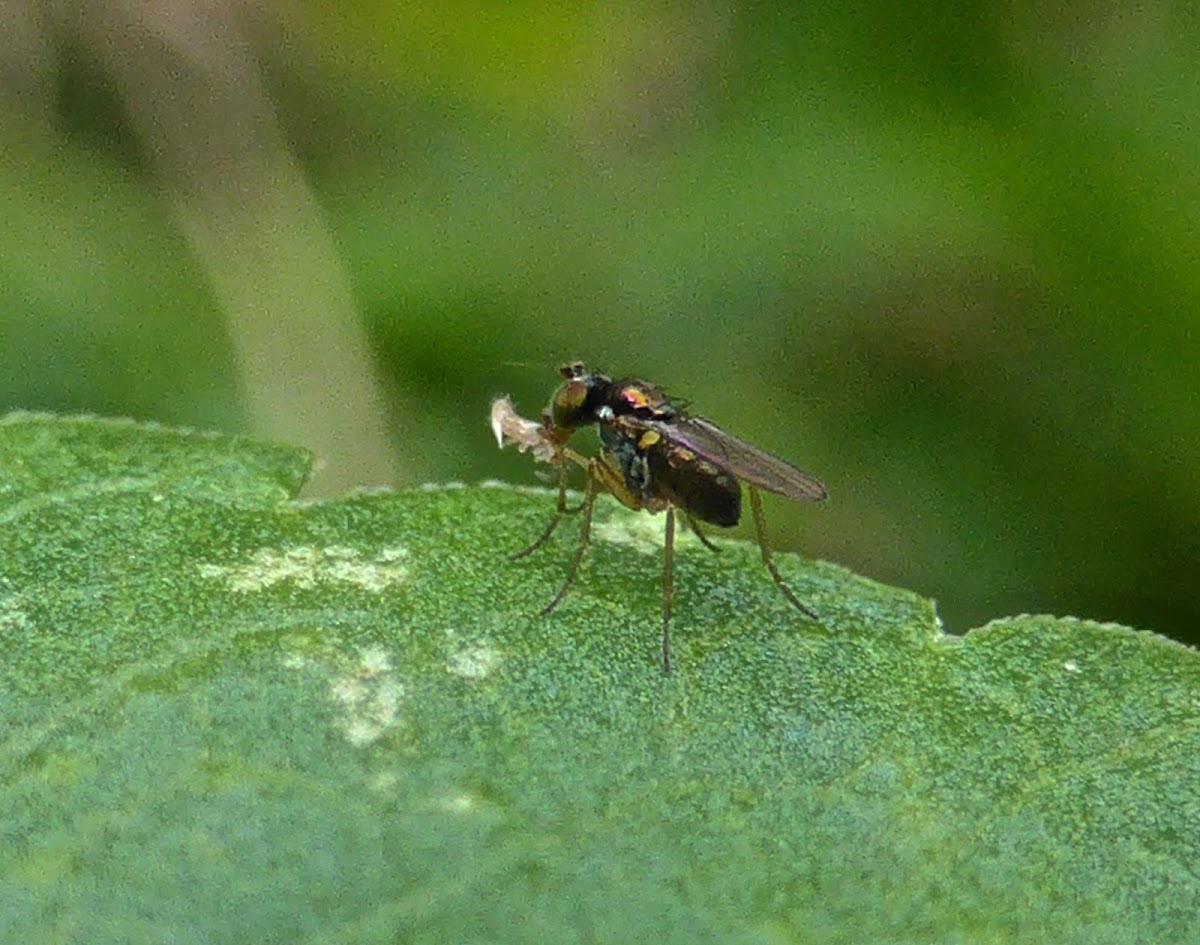 Longlegged Fly