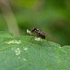 Longlegged Fly