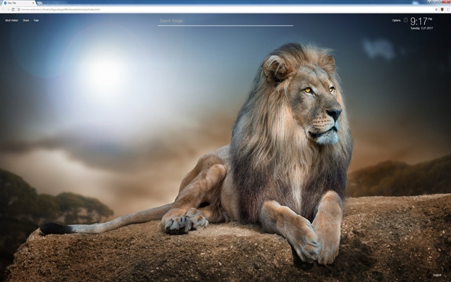 Lion Full HD Wallpapers & New Tab