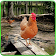 Simulateur de famille de poule icon