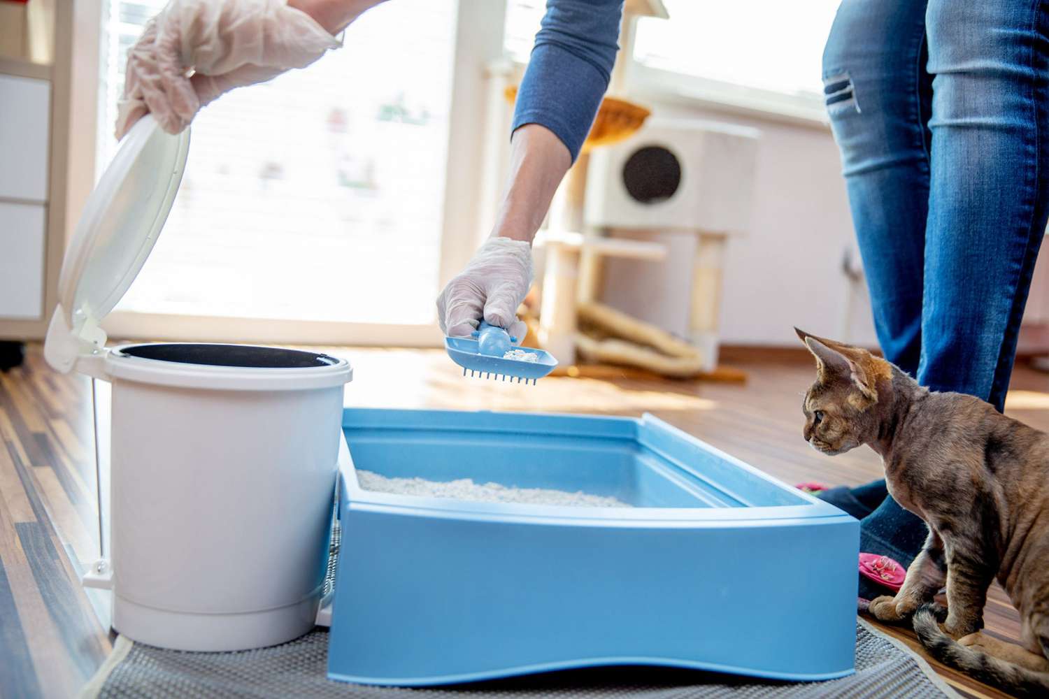 The Significance of a Clean Litter Box